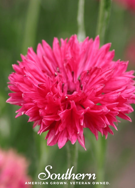 Tall Red Cornflower – 50 Seeds