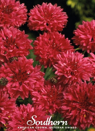 Tall Red Cornflower – 50 Seeds