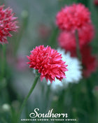 Tall Red Cornflower – 50 Seeds
