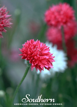 Tall Red Cornflower – 50 Seeds