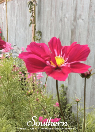 Dazzler Cosmos – 100 Seeds
