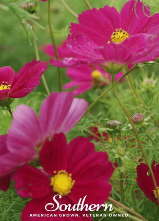 Dazzler Cosmos – 100 Seeds