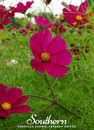 Dazzler Cosmos – 100 Seeds
