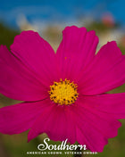 Dazzler Cosmos – 100 Seeds