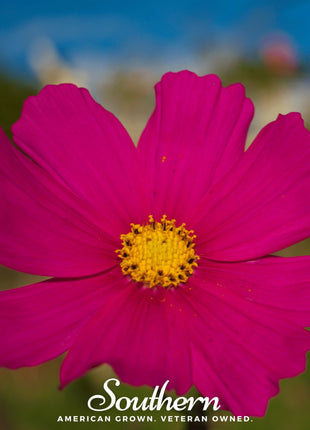 Dazzler Cosmos – 100 Seeds
