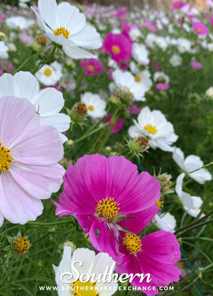 Dwarf Cosmos Mix – 100 Seeds