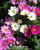 Dwarf Cosmos Mix – 100 Seeds