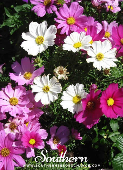 Dwarf Cosmos Mix – 100 Seeds