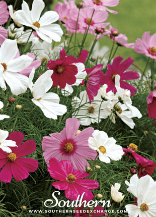Dwarf Cosmos Mix – 100 Seeds