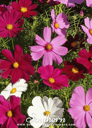 Dwarf Cosmos Mix – 100 Seeds