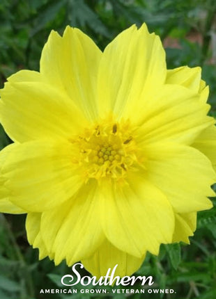 Lemon Sulphur Dwarf Cosmos – 100 Seeds