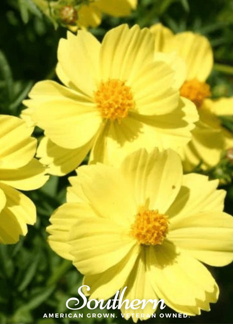 Lemon Sulphur Dwarf Cosmos – 100 Seeds