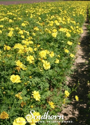 Lemon Sulphur Dwarf Cosmos – 100 Seeds