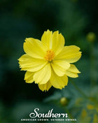 Lemon Sulphur Dwarf Cosmos – 100 Seeds