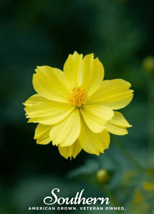 Lemon Sulphur Dwarf Cosmos – 100 Seeds