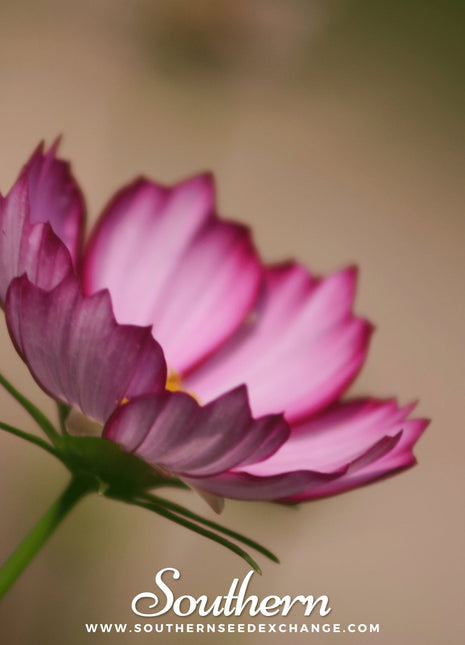 Picotee Cosmos – 100 Seeds
