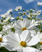 Purity Cosmos – 100 Seeds