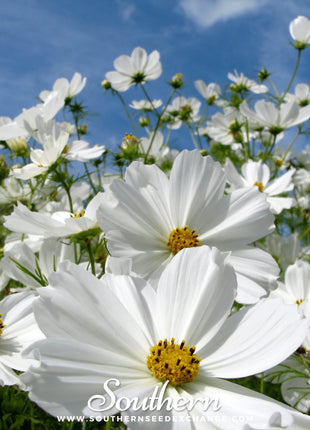 Purity Cosmos – 100 Seeds