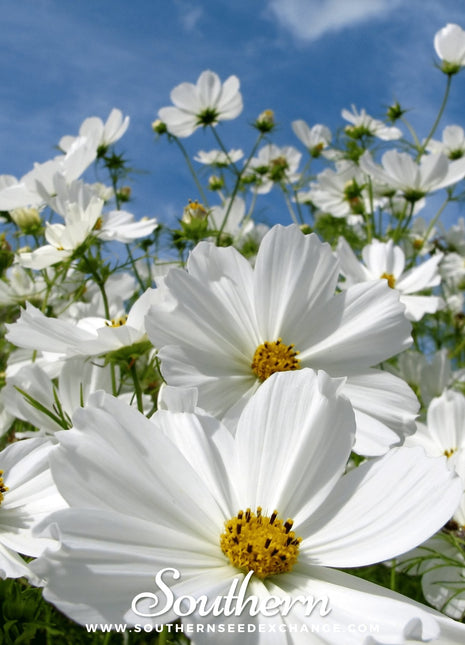 Purity Cosmos – 100 Seeds