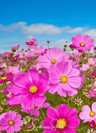 Radiance Cosmos – 100 Seeds