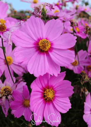 Radiance Cosmos – 100 Seeds