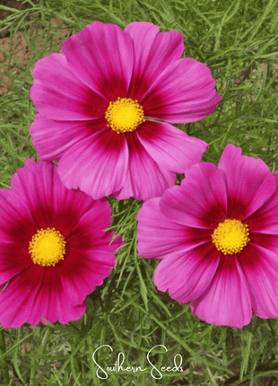 Radiance Cosmos – 100 Seeds