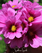 Radiance Cosmos – 100 Seeds