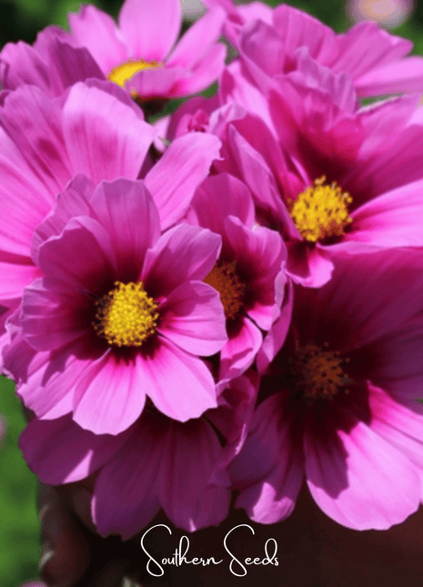 Radiance Cosmos – 100 Seeds