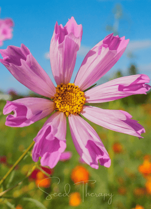 Sea Shells Cosmos – 100 Seeds