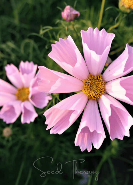 Sea Shells Cosmos – 100 Seeds