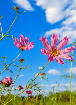 Sea Shells Cosmos – 100 Seeds