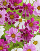 Sea Shells Cosmos – 100 Seeds