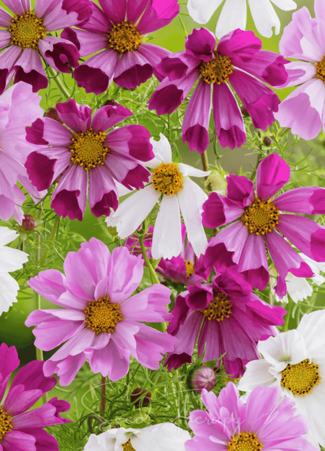 Sea Shells Cosmos – 100 Seeds