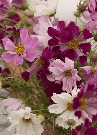 Sea Shells Cosmos – 100 Seeds