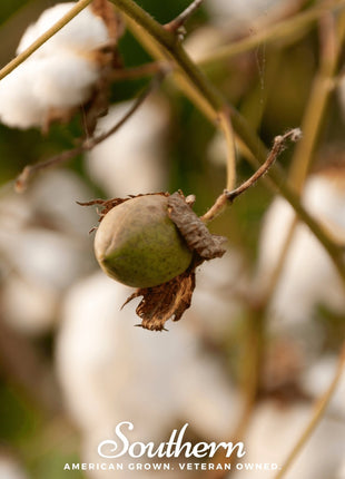 Levant Cotton – 20 Seeds