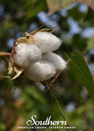 Levant Cotton – 20 Seeds