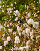 Levant Cotton – 20 Seeds