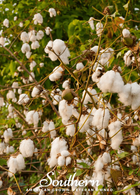 Levant Cotton – 20 Seeds