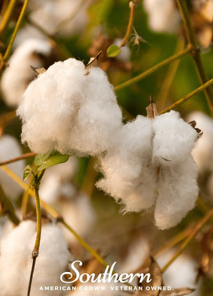 Levant Cotton – 20 Seeds
