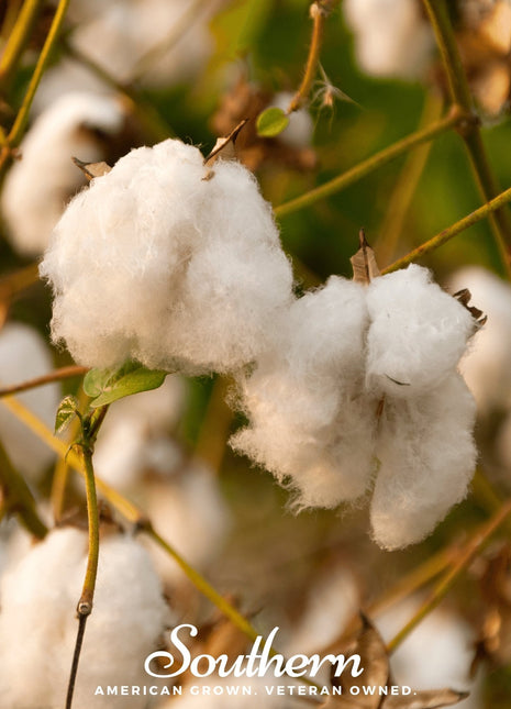 Levant Cotton – 20 Seeds