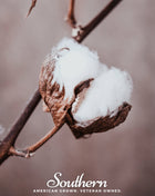 Upland Cotton – 20 Seeds