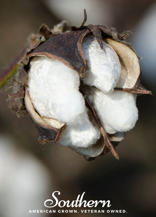 Upland Cotton – 20 Seeds