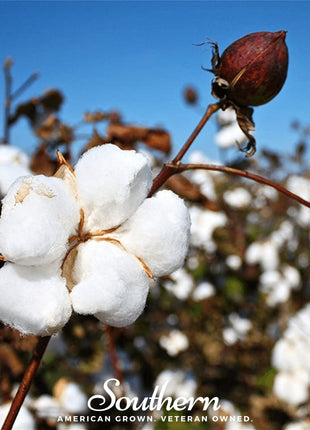 Upland Cotton – 20 Seeds