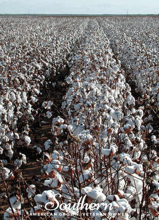 Upland Cotton – 20 Seeds
