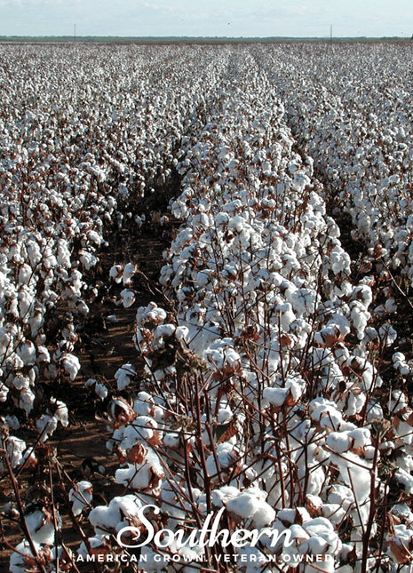 Upland Cotton – 20 Seeds