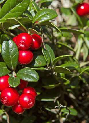 Cranberry, American – 50 Seeds