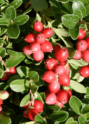 Cranberry, American – 50 Seeds