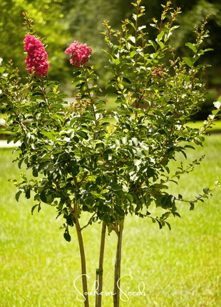Crape Myrtle – 50 Seeds
