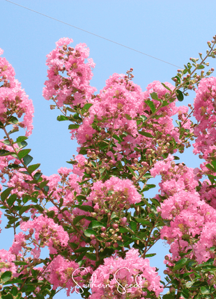 Crape Myrtle – 50 Seeds
