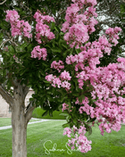 Crape Myrtle – 50 Seeds